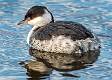Kirms Photography Horned Grebe-4